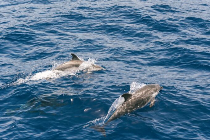 From Puerto Rico De Gran Canaria: Dolphin Watching Cruise - Marine Life and Sightings