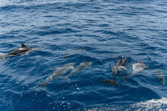 From Puerto Rico De Gran Canaria: Dolphin Watching Cruise - Frequently Asked Questions