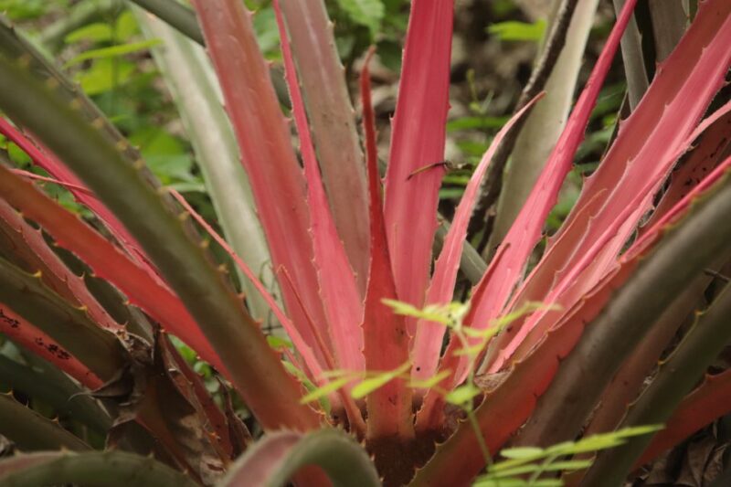 From Puerto Vallarta: 2-Hour Guided Sierra Vallejo Hike - Inclusions