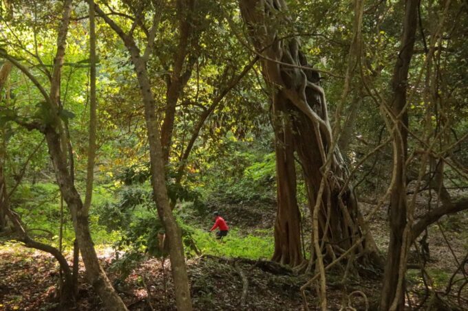 From Puerto Vallarta: Jungle Mountain Bike Tour - Frequently Asked Questions