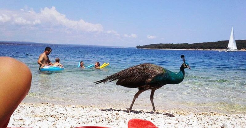 From Pula: Island Stop and National Park Day Cruise - Good To Know