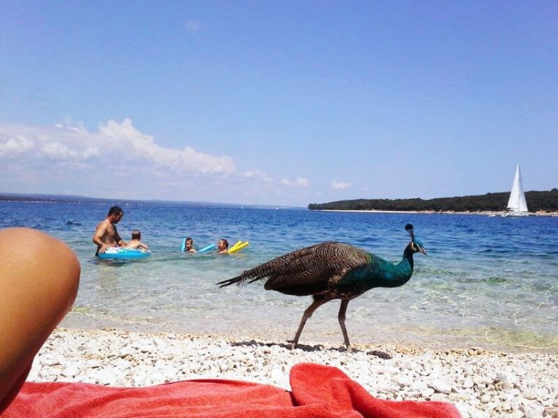 From Pula: Island Stop and National Park Day Cruise - Experience Highlights