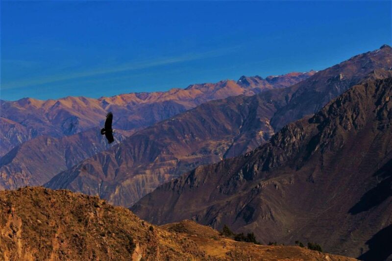 From Puno || 2-Day Colca Canyon Tour Ending in Arequipa || - Itinerary: Day 2