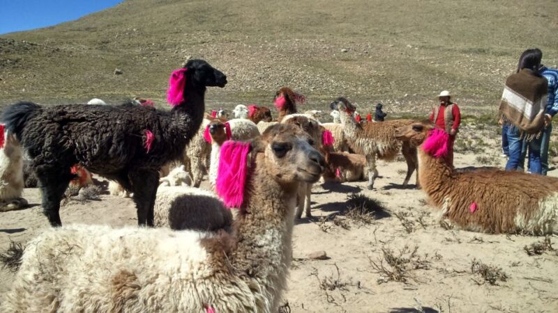 From Puno: 2-Day Colca Canyon Tour to Arequipa - Inclusions and Add-ons