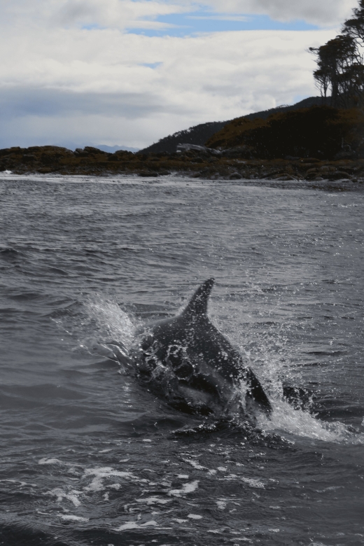 From Punta Arenas: Cabo Froward Navigation + Trekking - Itinerary and Highlights