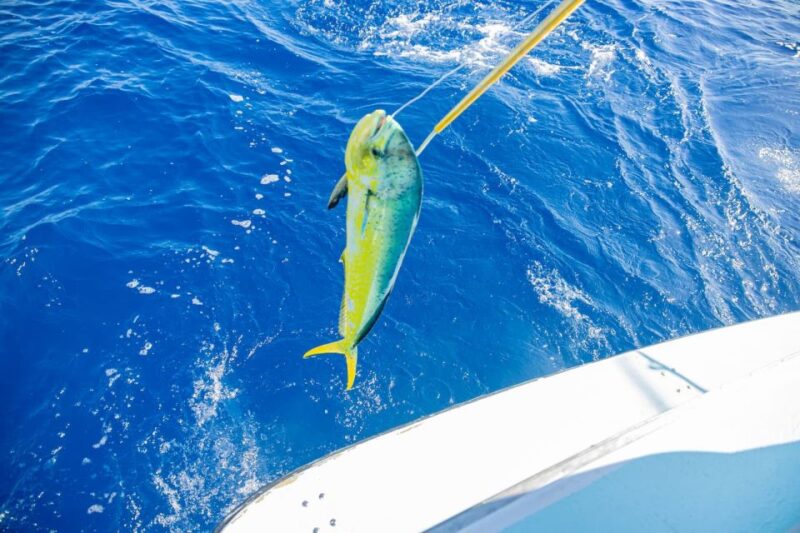 From Punta Cana: Deep Sea Fishing Tour by Boat With Drinks - Customer Reviews