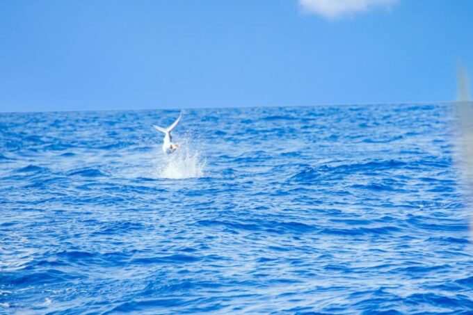 From Punta Cana: Deep Sea Fishing Tour by Boat With Drinks - Duration and Price