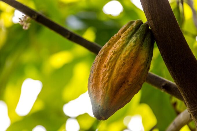 From Punta Cana: Full-Day Island Tour With Lunch - Scenic Drives and Village Visit