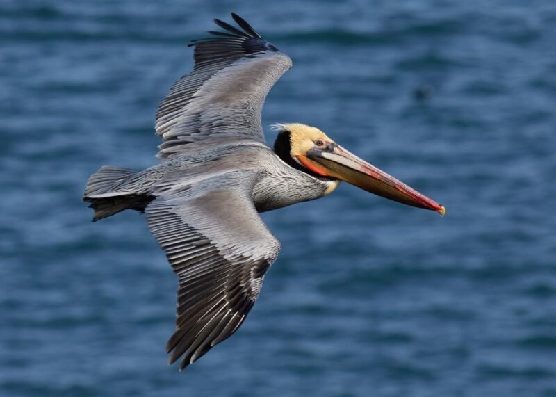 From Punta Cana: Los Haitises & Caño Hondo Private Boat Tour - Spotting Wildlife in Los Haitises