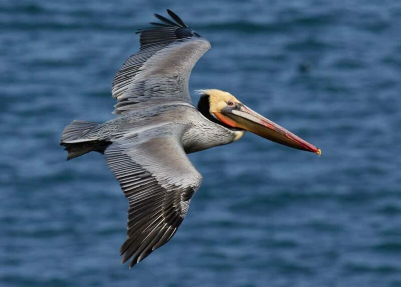 From Punta Cana: Los Haitises Guided Day Tour - Key Points