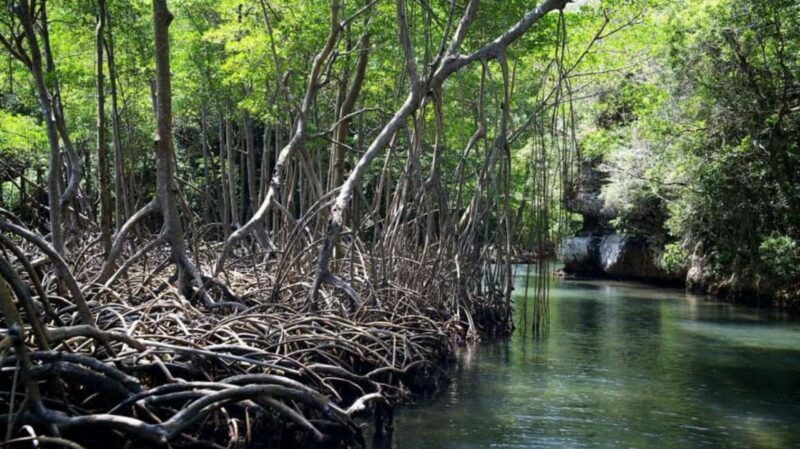 From Punta Cana: Los Haitises Guided Day Tour - Final Thoughts