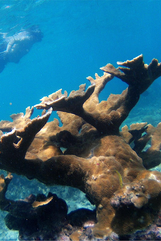 From Punta Cana: Private Catamaran Catalina Island Full-Day - Key Points