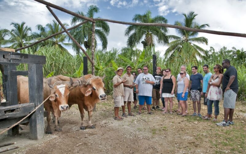 From Punta Cana: Safari Traditional Tour With Lunch - Itinerary Details