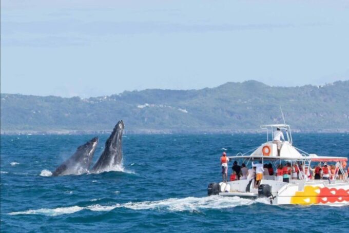From Punta Cana: Samana Bay Private Whale Watching Boat - Additional Information