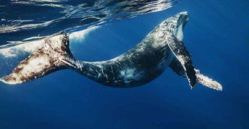 From Punta Cana: Samana Bay Private Whale Watching Cruise - Key Points