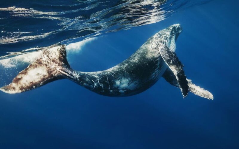 From Punta Cana: Samana Bay Private Whale Watching Cruise - Pricing and Booking Details