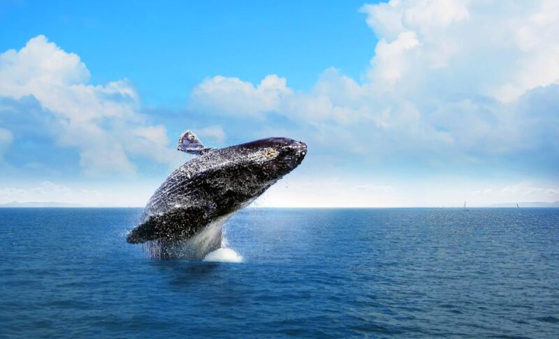 From Punta Cana: Samana Bay Whale-Watching Cruise With Lunch - Key Points