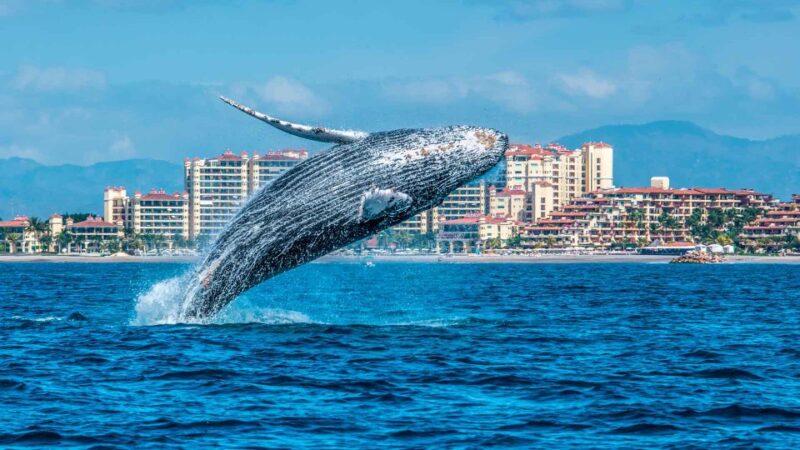 From Punta Cana: Samana Bay Whale-Watching Cruise With Lunch - Experience Highlights