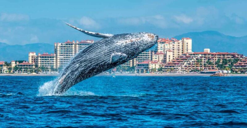 From Punta Cana: Samana Bay Whale-Watching Cruise With Lunch - Included in the Tour