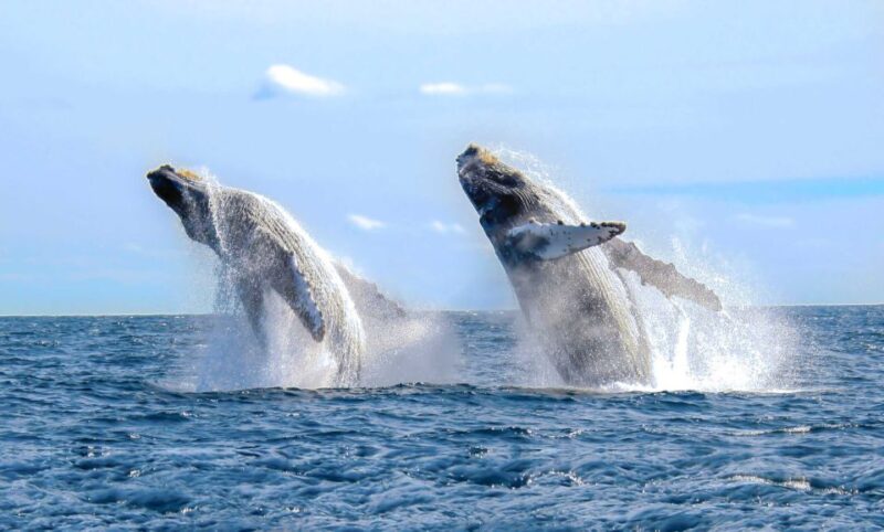 From Punta Cana: Samana Bay Whale-Watching Cruise With Lunch - Customer Feedback