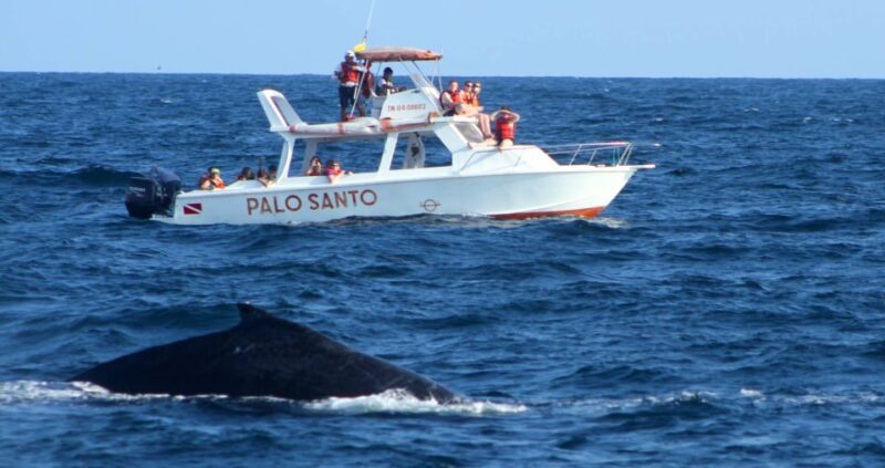From Punta Cana: Samana Bay Whale-Watching Cruise With Lunch - Booking and Availability