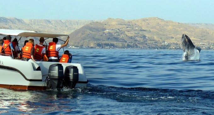 From Punta Cana: Samana Bay Whale-Watching Cruise With Lunch - Whale-Watching Cruise Details