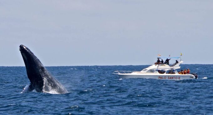 From Punta Cana: Samana Bay Whale-Watching Cruise With Lunch - Exploring Samana Bay