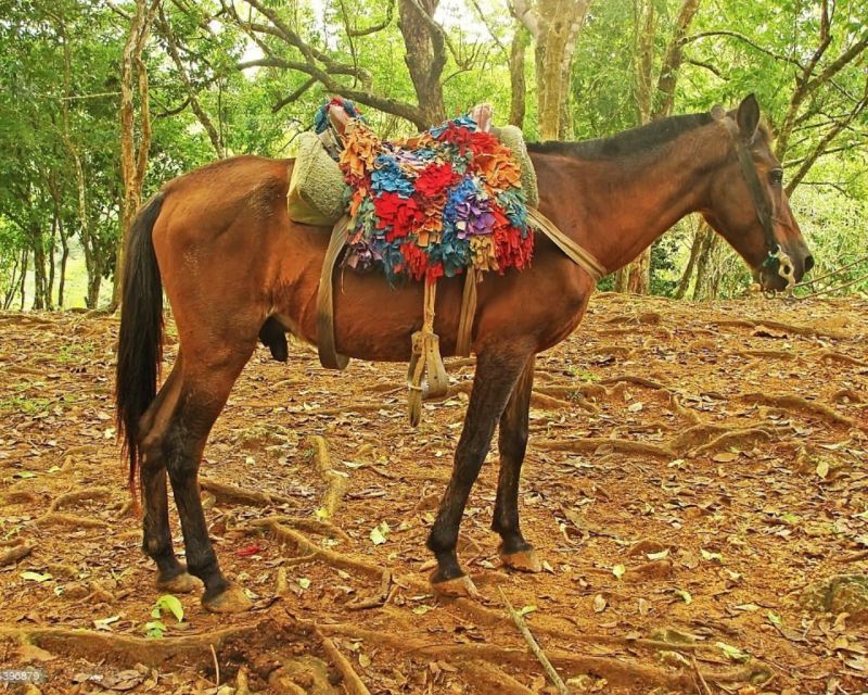 From Punta Cana: Samana Cayo Levantado / Whales - Itinerary and Activities