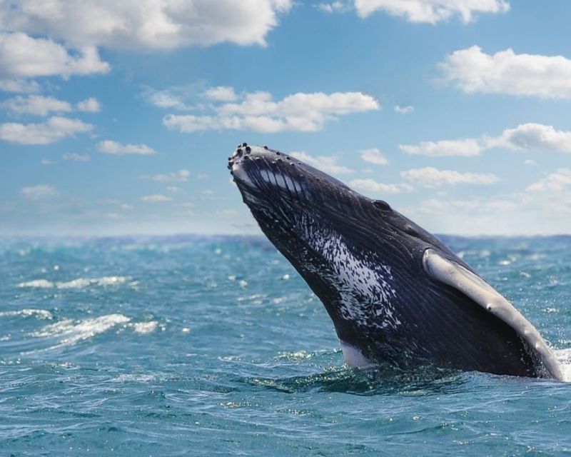 From Punta Cana: Samana Cayo Levantado / Whales - Language and Guide Services