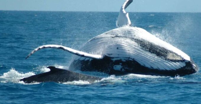 From Punta Cana: Sanctuary Whale Watching Day Trip - Frequently Asked Questions