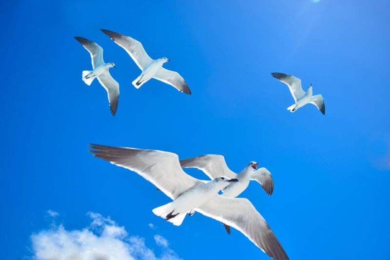 From Punta Cana: Saona Island Full Day Trip With Lunch - Important Information