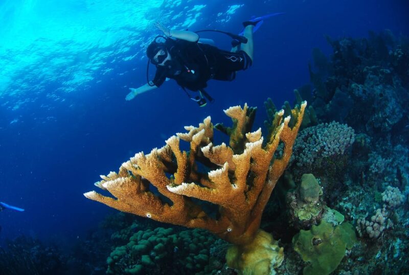 From Punta Cana: Saona Island Private Catamaran Day Trip - Catamaran and Guide
