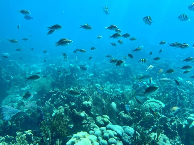 From Punta Cana: Small Group Catalina Island Snorkeling Tour - Transportation and Accessibility