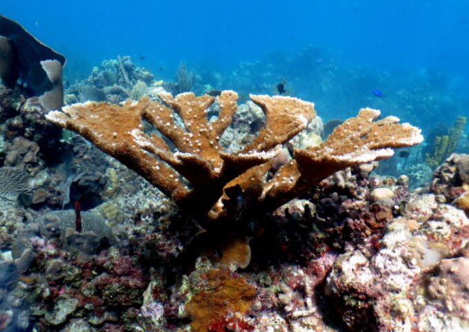 From Punta Cana: Small Group Catalina Island Snorkeling Tour - Pickup Options and Locations