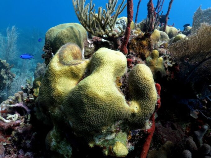 From Punta Cana: Small Group Catalina Island Snorkeling Tour - Snorkeling Spots and Duration