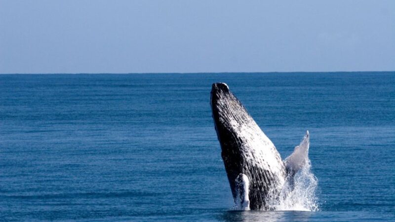 From Punta Cana: Whale Watching and Beaches Day Trip - Inclusions