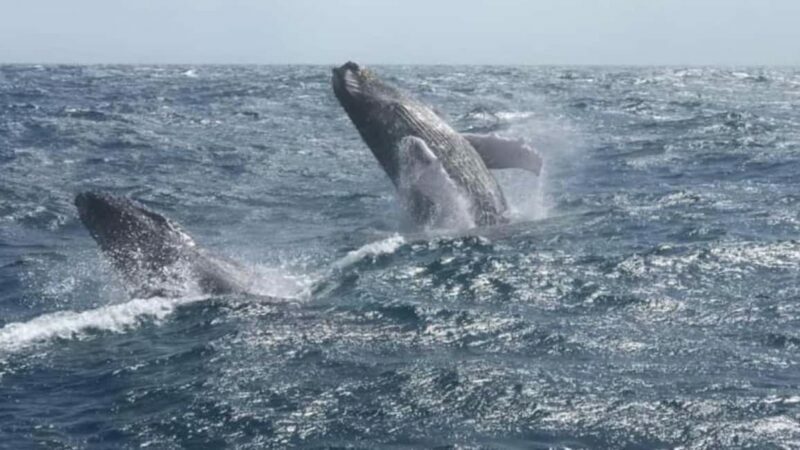 From Punta Cana: Whale Watching and Montana Redonda Tour - Final Thoughts
