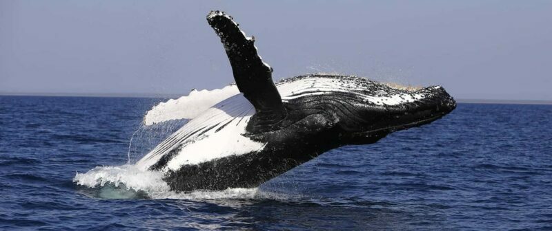 From Punta Cana: Whale Watching and Montana Redonda Tour - FAQ