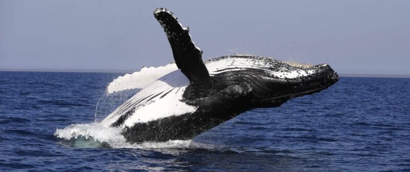 From Punta Cana: Whale Watching and Montana Redonda Tour - Transportation and Pickup Details