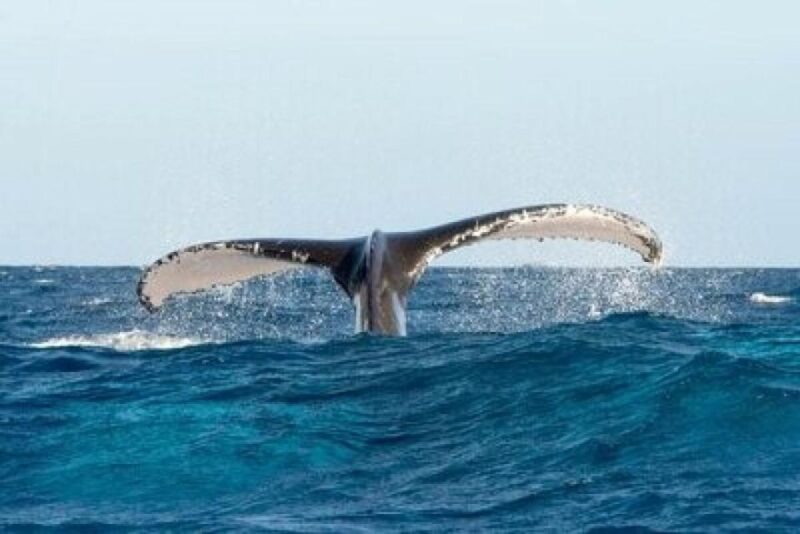 From Punta Cana: Whale Watching and Montana Redonda Tour - Traveler Reviews and Highlights