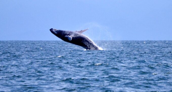 From Punta Cana: Whale Watching and Montana Redonda Tour - Whale Watching Experience