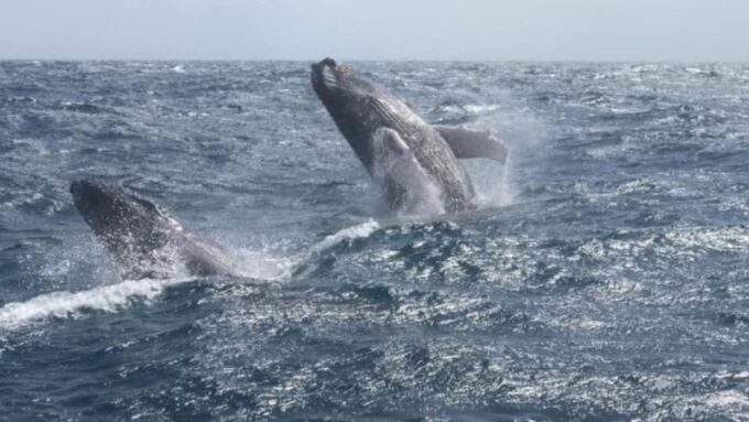 From Punta Cana: Whale Watching and Montana Redonda Tour - Montana Redonda Exploration