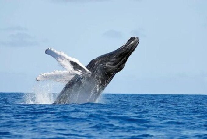 From Punta Cana: Whale Watching and Montana Redonda Tour - Frequently Asked Questions