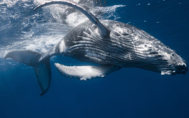 From Punta Cana: Whale Watching & Cayo Levantado Island - Whale Watching Experience