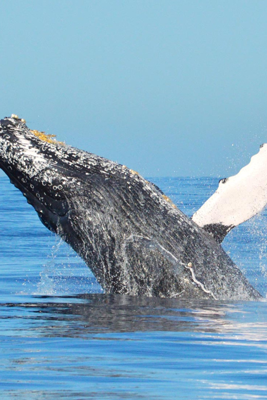 From Punta Canta: Whale Watching Cruise With Cayo Levantado - Key Points