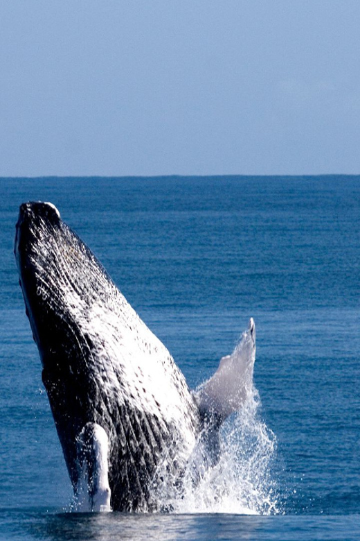 From Punta Canta: Whale Watching Cruise With Cayo Levantado - Cayo Levantado Experience