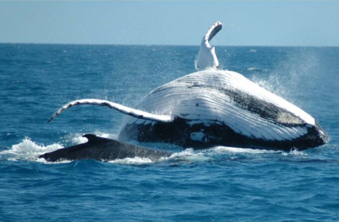 From Punta Canta: Whale Watching Cruise With Cayo Levantado - Tour Logistics and Booking
