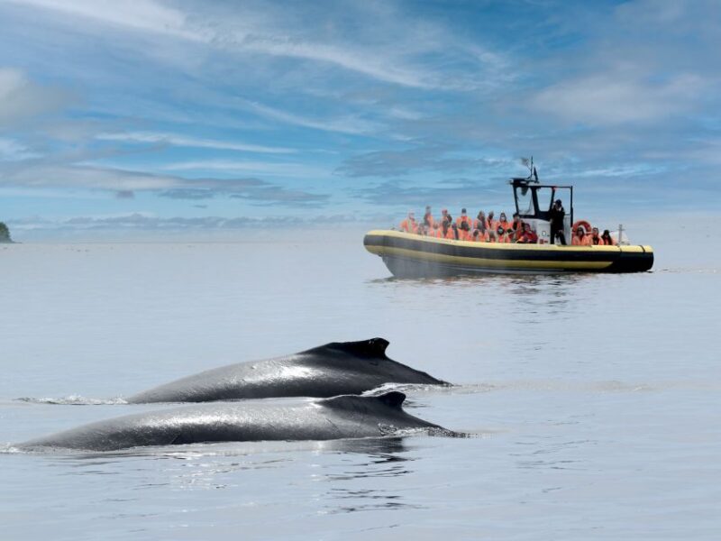 From Quebec City: Whale Watching Excursion Full-Day Trip - Whale Watching Experience