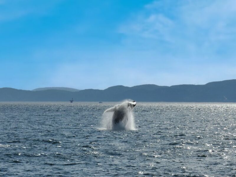 From Quebec City: Whale Watching Excursion Full-Day Trip - Departure and Duration