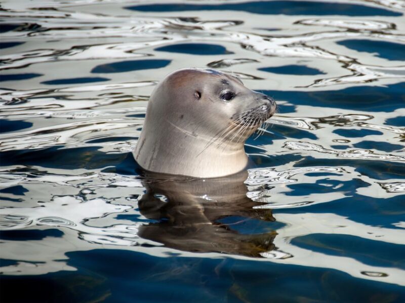 From Quebec City: Whale Watching Excursion Full-Day Trip - Accessibility and Additional Information